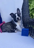 Panda’s M3 🖤🤎, a male Frenchton for sale in Priddy, TX – 1 of 10