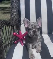 Annie’s 💙, a male French Bulldog for sale in Priddy, TX – 2 of 5
