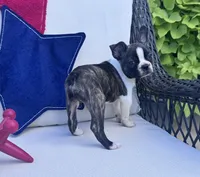 Panda’s M3 🖤🤎, a male Frenchton for sale in Priddy, TX – 7 of 10