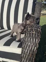 Indi’s F1, a female French Bulldog for sale in Priddy, TX – 5 of 6