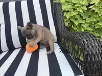 Jewels F1, a female French Bulldog for sale in Priddy, TX – 6 of 6