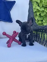 Panda’s M4, a male Frenchton for sale in Priddy, TX – 8 of 10