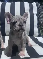 Annie’s 🩷2, a female French Bulldog for sale in Priddy, TX – 4 of 9