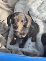🩷 READY now, a female Miniature Dachshund for sale in Priddy, TX – Photo 6 of 7