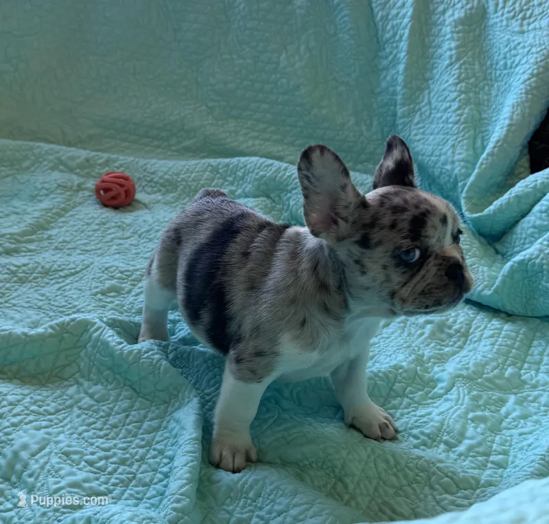 💙 READY now – French Bulldog puppy for sale in Priddy, TX