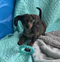 🩷 READY now, a female Miniature Dachshund for sale in Priddy, TX – Photo 4 of 7
