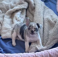 💙 READY tomorrow!, a male French Bulldog for sale in Priddy, TX – Photo 1 of 7