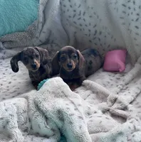 🩷 READY now, a female Miniature Dachshund for sale in Priddy, TX – Photo 3 of 7