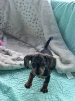 🩷 READY now, a female Miniature Dachshund for sale in Priddy, TX – Photo 5 of 7