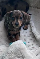 🩷 READY now, a female Miniature Dachshund for sale in Priddy, TX – Photo 1 of 7