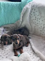 🩷 READY now, a female Miniature Dachshund for sale in Priddy, TX – Photo 7 of 7