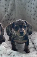 🩷 READY now, a female Miniature Dachshund for sale in Priddy, TX – Photo 2 of 7