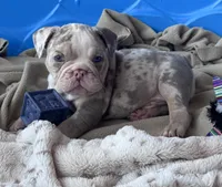 Kay T’s 💜 M1, a male English Bulldog for sale in Priddy, TX – 6 of 10