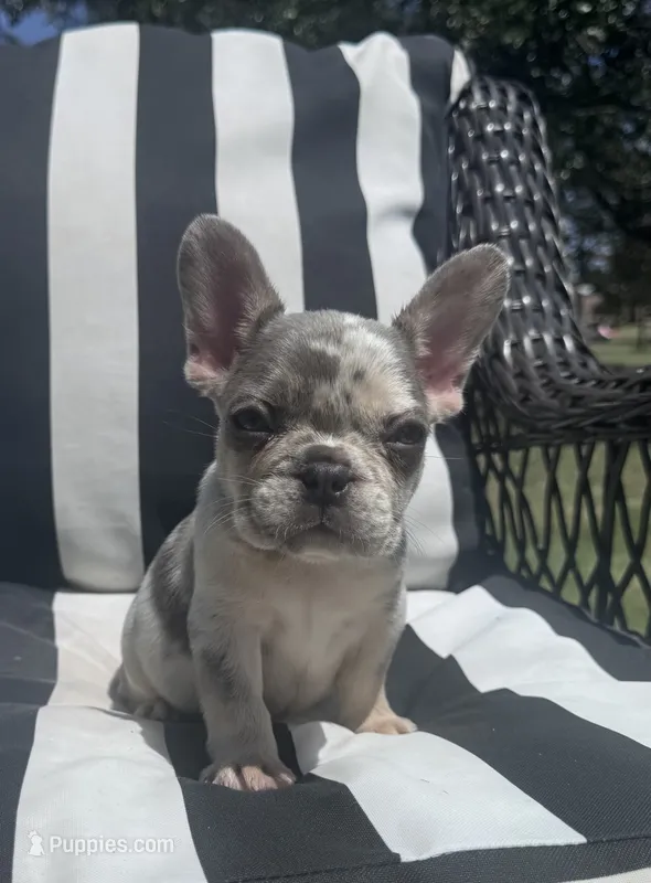 Annie’s 💞3 – French Bulldog puppy for sale in Priddy, TX