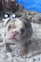 Kay T’s 💜 M1, a male English Bulldog for sale in Priddy, TX – 5 of 10