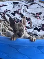 Cruella’s 🤎 merle , a male French Bulldog for sale in Priddy, TX – 3 of 3