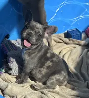 Jewel’s M1, a male French Bulldog for sale in Priddy, TX – 8 of 9