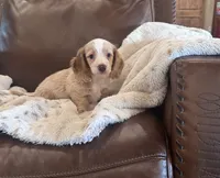 💛 Ready 💙, a male Miniature Dachshund for sale in Priddy, TX – 7 of 8
