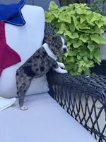 Panda’s M1 💙, a male Frenchton for sale in Priddy, TX – 4 of 10