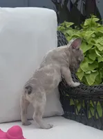 Poppy’s 💜 girl, a female French Bulldog for sale in Priddy, TX – 4 of 8