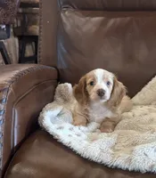 💛 Ready 💙, a male Miniature Dachshund for sale in Priddy, TX – 4 of 8