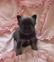 Poppy’s 💙🤎🩷, a female French Bulldog for sale in Priddy, TX – 8 of 10