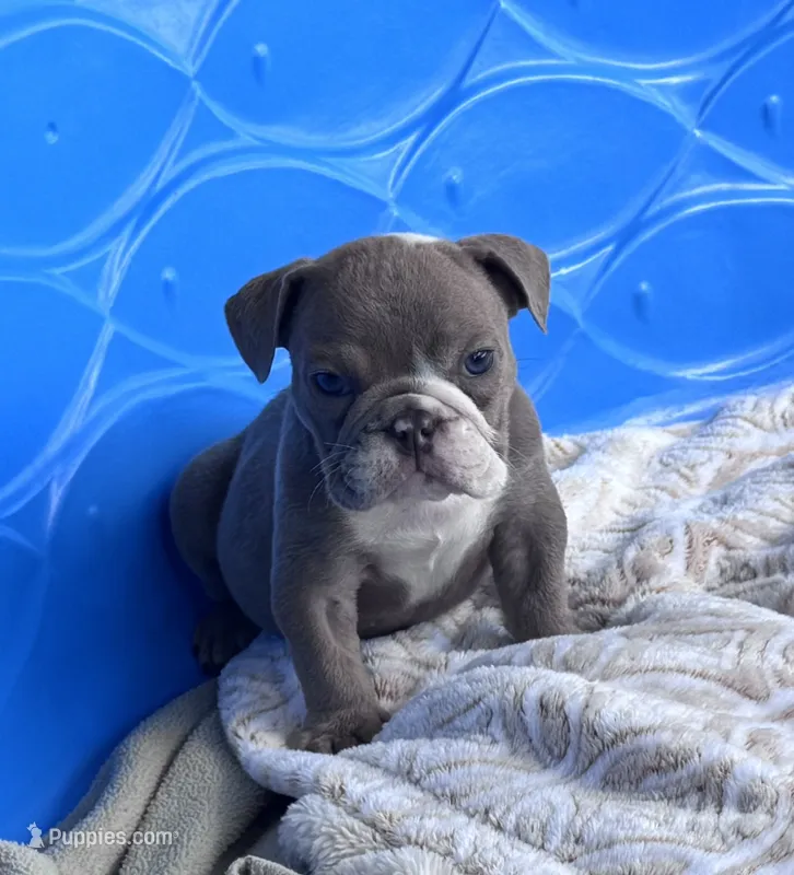Kay T’s 💜 M4 – English Bulldog puppy for sale in Priddy, TX