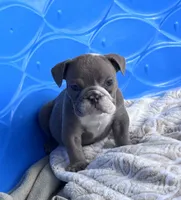 Kay T’s 💜 M4, a male English Bulldog for sale in Priddy, TX – 1 of 5