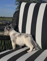 Indi’s M1, a male French Bulldog for sale in Priddy, TX – 6 of 10