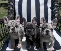 Annie’s 💞3, a female French Bulldog for sale in Priddy, TX – 7 of 8