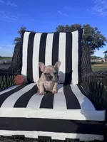 Indi’s F2, a female French Bulldog for sale in Priddy, TX – 6 of 6