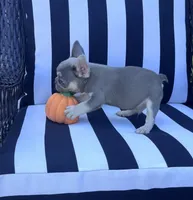 Pfeiffer’s M2 💜, a male French Bulldog for sale in Priddy, TX – 2 of 6