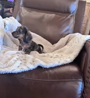 🤎 READY NOW 💙, a male Miniature Dachshund for sale in Priddy, TX – 8 of 10