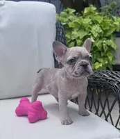 Poppy’s 💜 girl, a female French Bulldog for sale in Priddy, TX – 5 of 8