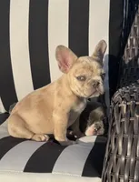 Indi’s M3, a male French Bulldog for sale in Priddy, TX – 4 of 10