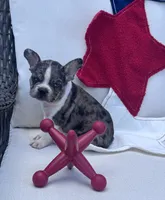 Panda’s M1 💙, a male Frenchton for sale in Priddy, TX – 2 of 10