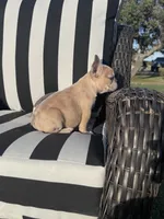 Indi’s M3, a male French Bulldog for sale in Priddy, TX – 6 of 10