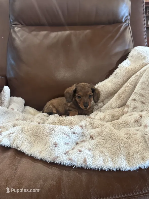 🤎 READY NOW 🤎 – Miniature Dachshund puppy for sale in Priddy, TX