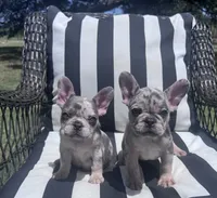 Annie’s 💞3, a female French Bulldog for sale in Priddy, TX – 6 of 8