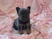 Poppy’s 💙🤎🩷, a female French Bulldog for sale in Priddy, TX – 6 of 10