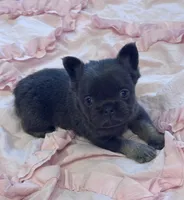 Poppy’s 💙🤎🩷, a female French Bulldog for sale in Priddy, TX – 5 of 10