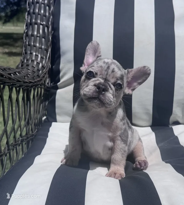 Annie’s 🩷2 – French Bulldog puppy for sale in Priddy, TX