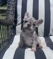 Annie’s 🩷2, a female French Bulldog for sale in Priddy, TX – 1 of 9