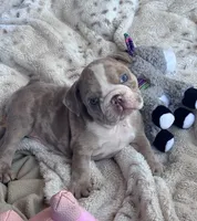 Kay T’s 🩷 F1, a female English Bulldog for sale in Priddy, TX – 2 of 10