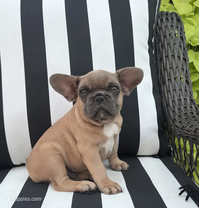 Jewels M2 – French Bulldog puppy for sale in Priddy, TX