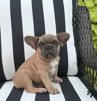 Jewels M2, a male French Bulldog for sale in Priddy, TX – 1 of 7
