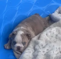 Kay T’s 🩷 F3, a female English Bulldog for sale in Priddy, TX – 3 of 6