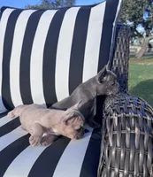 Indi’s M4, a male French Bulldog for sale in Priddy, TX – 2 of 3
