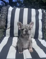 Annie’s 🩷2, a female French Bulldog for sale in Priddy, TX – 6 of 9