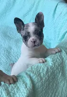 Cruella’s F 💗, a female French Bulldog for sale in Priddy, TX – 4 of 6